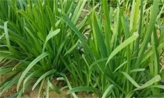 韭菜的需肥特点及施肥技术要点