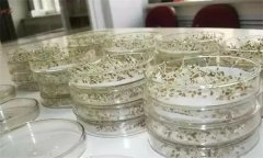 芦笋种子育苗前如何浸种催芽?