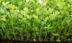 冬季大棚芹菜管理要点有哪些?