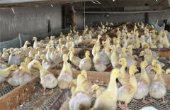 怎样降低雏鹅死亡率、提高成活率？