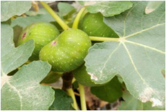 无花果什么时候成熟？食用无花果的注意事项