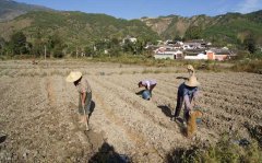 马铃薯的施肥量如何掌握?马铃薯的施肥方法