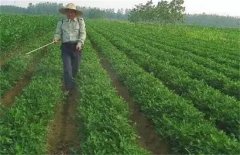 花生施肥需要注意哪些事项