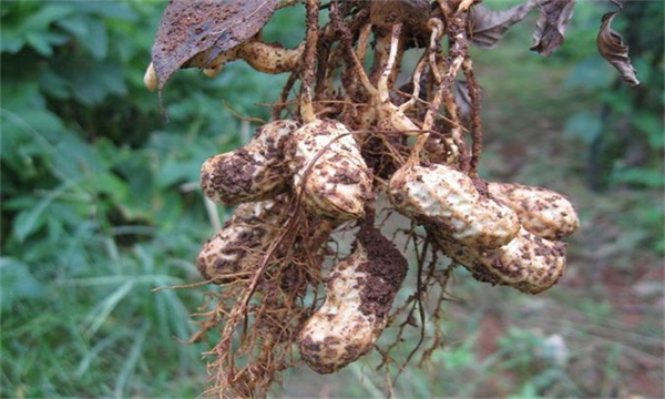花生生长后期适当除草