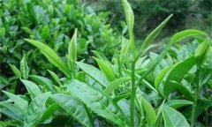 如何对夏茶期茶园病虫害进行绿色防控？