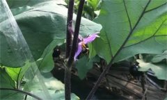 什么是大棚茄子熊蜂授粉技术?