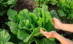 大白菜如何进行配方施肥?