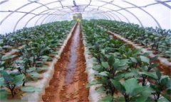 大棚茄子定植后如何管理?