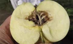 苹果霉心病的发病规律与防治方法