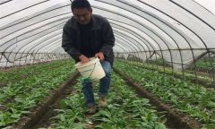 冬春棚栽蔬菜施肥需要掌握哪些技术要素?