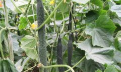 黄瓜主要有哪些优良品种,各有什么特征特性?