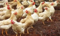 促进青年鸡骨骼、肌肉、器官发育的方法