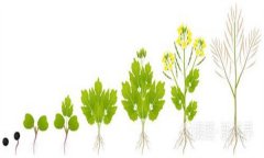 油菜的生长周期包括哪五个阶段？