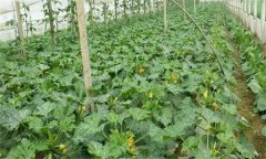 如何搞好大拱棚西葫芦栽培管理?