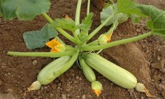 早春西葫芦种植需要注意什么?