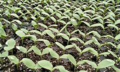 什么是西葫芦的春提早栽培?