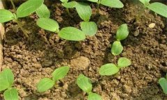 怎样进行冬暖大棚西葫芦密植高产栽培?