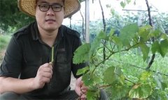 葡萄采收后的管理技术包括哪些内容？