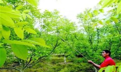 如何进行核桃人工辅助授粉？