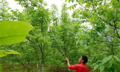 哪些情况下核桃需要进行授粉？