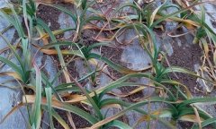 什么是大蒜退化现象 影响大蒜退化的因素有哪些