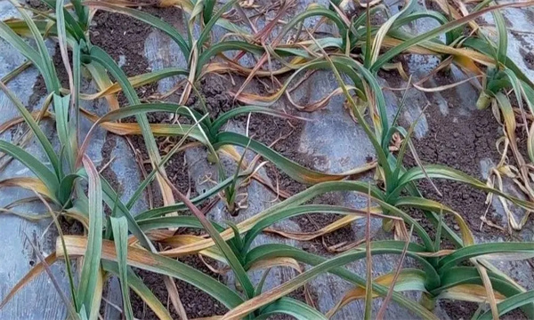 什么是大蒜的退化现象