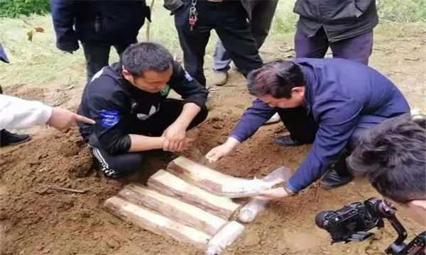 可以采取哪些方法分离茯苓菌种