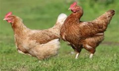与青年鸡比较，初产母鸡的生理变化有哪些？