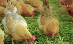 产蛋鸡的蛋白质营养与能量营养需求