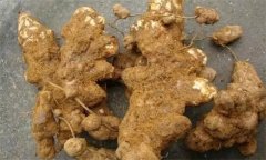 茯苓有哪些病虫害，其防治措施有哪些？