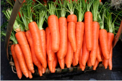 反季节胡萝卜种植技术要点与主要步骤措施