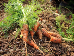 春季胡萝卜种植方法简介