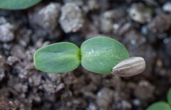 向日葵的种植技术和主要措施、步骤