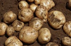 马铃薯发芽能吃吗?食用马铃薯中毒怎么办?