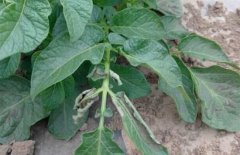 马铃薯叶枯病的发生规律与防治方法