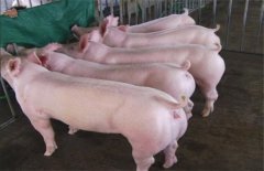 目前母猪饲养常见错误、误区问题