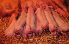 哺乳母猪的营养需要、泌乳量及影响因素简介