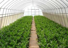 蔬菜大棚的环境特点与棚内环境的调控方法