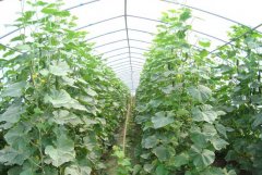 蔬菜大棚的棚架类型、结构和覆盖材料的种类