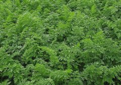 什么时候种植胡萝卜 需要怎样的温度与土壤条件