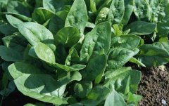 菠菜的种植时间与种植方法