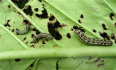 烟青虫的发生规律是什么,如何防治烟青虫?