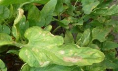 番茄低于多少度会出现低温障碍 怎么恢复与补救