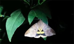 如何防治吸果夜蛾，其发生规律是怎样的？
