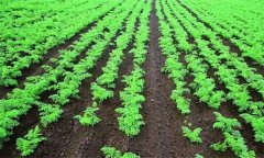 如何给胡萝卜合理浇水?