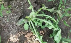 如何防治萝卜软腐病?