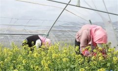 萝卜怎样制种,常用的方法有哪几种?