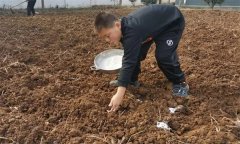 马铃薯科学施肥应掌握哪些原则?