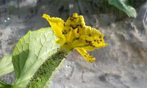 西花蓟马的发生规律