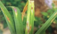 怎样防治大蒜紫斑病?